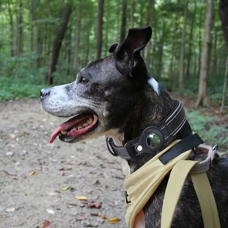Anti-Lost Airtag Dog Collar